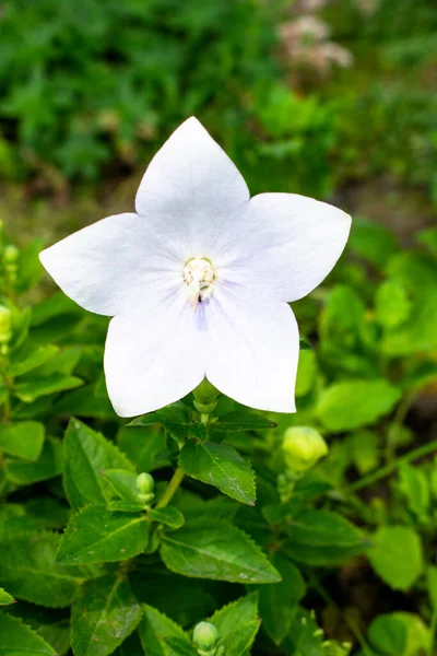 Taze yeşil baharda ya da güneşli bir günde yaz bahçesinde ya da çayırda beyaz, narin bir çan çiçeği (Campanula)