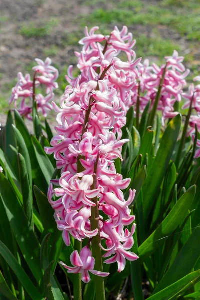 Parlak pembe sümbül (Hyacinthus orientalis) çiçek başları ve yeşil sulu yapraklar güneşli nisanda çiçek tarhında büyür veya bahçe