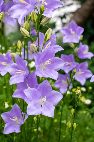 Mor / mor ya da leylak çiçekli Campanula taze yeşil baharda ya da ılık güneşli bir günde yaz bahçesinde ya da çayırda