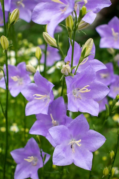 Fleur Bélier Violet Violet Lilas Campanula Dans Jardin Vert Frais — Photo