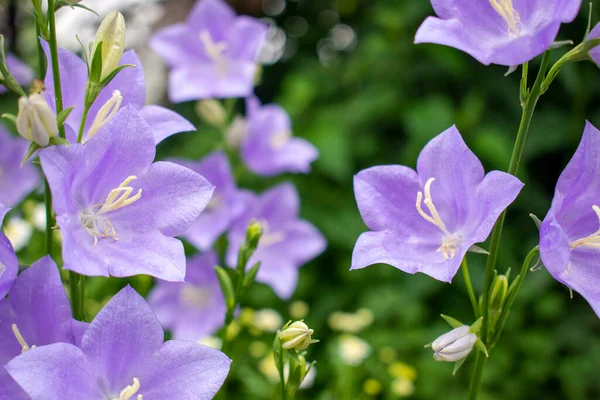 Mor / mor ya da leylak çiçekli Campanula taze yeşil baharda ya da ılık güneşli bir günde yaz bahçesinde ya da çayırda