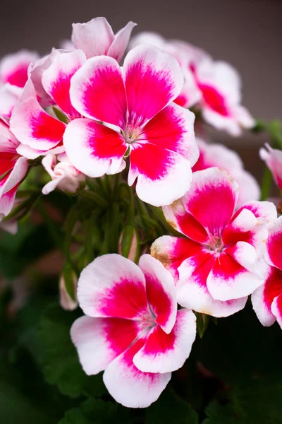 Çiçekler (sardunyalar, pelargonyumlar, leylek gagaları) çiçeklerin çiçek saksısında süslü beyaz hatları vardır.