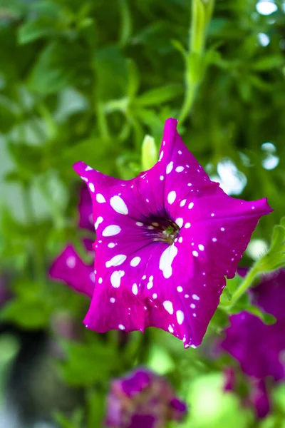 Enkel Levande Rosa Petunia Blommande Blomma Med Slumpmässiga Vita Prickar — Stockfoto