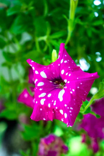 Única Flor Florescendo Petúnia Rosa Vibrante Com Pontos Brancos Aleatórios — Fotografia de Stock