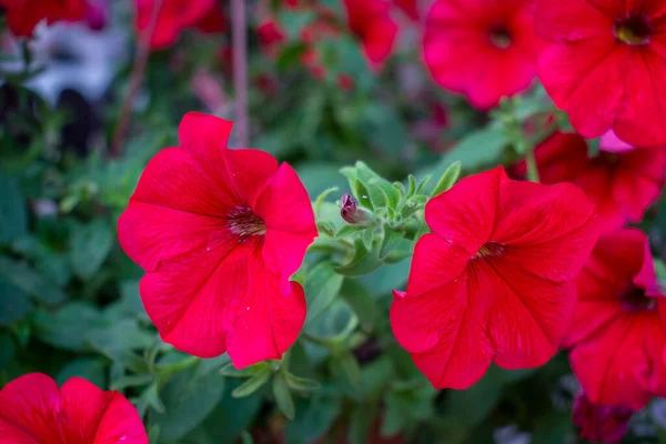 Hermosas Flores Rojas Densas Petunia Surfinia Con Hojas Verdes Una —  Fotos de Stock