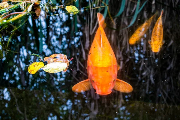 Big Small Red Orange Carp Koi Swimming Pond Fall Water — Stok Foto