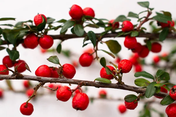 Brindille Cotoneaster Scandinave Aux Fruits Rouges Éclatants Sur Fond Blanc — Photo
