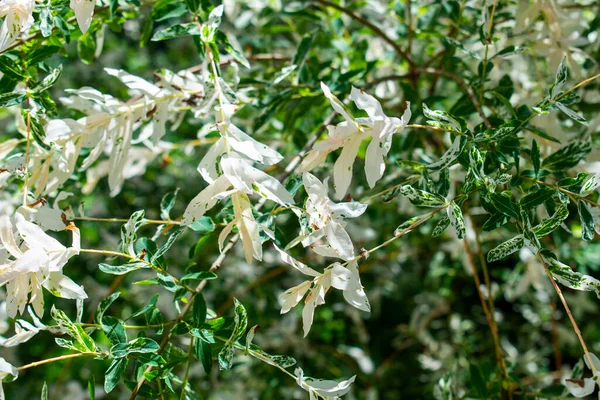 Arbusto Salice Bianco Con Foglie Bianche Verdi Nel Giardino Primaverile — Foto Stock