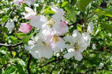 Taze yeşil ağaç dalı, çiçek açan beyaz ve pembe elma çiçekleri ve sulu yeşil yaprakları, yazın ya da ilkbaharda güneşli bir günde iyi korunmuş meyve ve sebze cilası bahçesinde.
