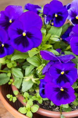 Polonya 'da haziran ayında bir yaz veya bahar bahçesinde taç yapraklarında koyu renk lekeler bulunan çok sayıda küçük, canlı, mor, yumuşak çiçek açan nonoş (viyola bicolor) çiçek tarhı