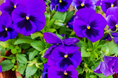 Polonya 'da haziran ayında bir yaz veya bahar bahçesinde taç yapraklarında koyu renk lekeler bulunan çok sayıda küçük, canlı, mor, yumuşak çiçek açan nonoş (viyola bicolor) çiçek tarhı