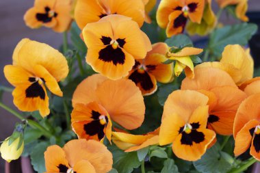 Polonya 'da Haziran ayında bir yaz veya bahar bahçesinde taç yapraklarında koyu renk lekeler bulunan bir sürü küçük, canlı, turuncu, çiçek açan nonoş çiçekleri (viyola bicolor) olan çiçek yatağı.