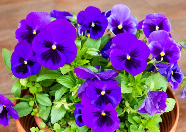 Cama Flores Com Muitas Pequenas Flores Pansy Jardim Vibrante Violeta — Fotografia de Stock