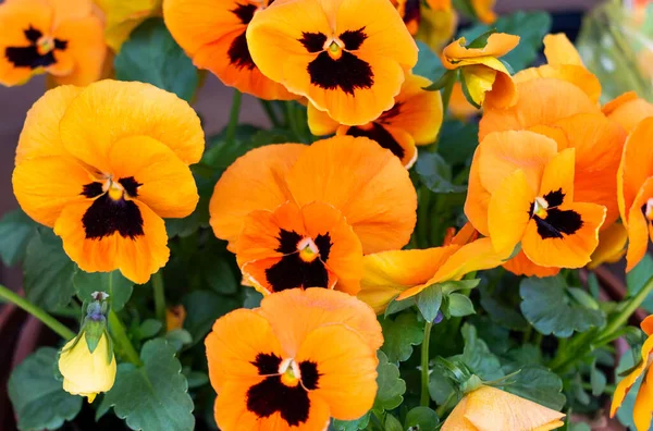 Polonya 'da Haziran ayında bir yaz veya bahar bahçesinde taç yapraklarında koyu renk lekeler bulunan bir sürü küçük, canlı, turuncu, çiçek açan nonoş çiçekleri (viyola bicolor) olan çiçek yatağı.