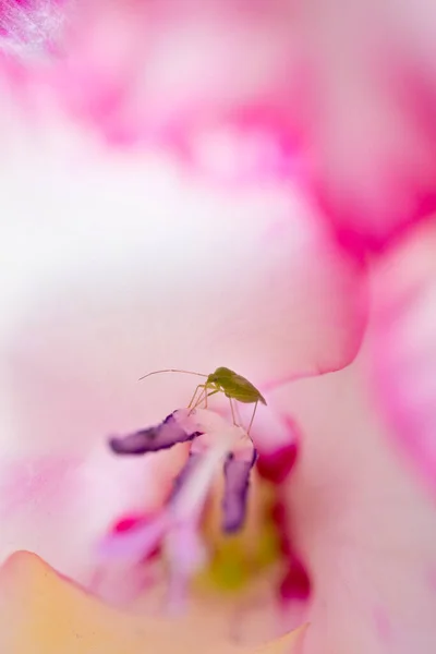 Greenfly Dans Une Fleur Gladioli Rose Dans Jardin Août Angleterre — Photo