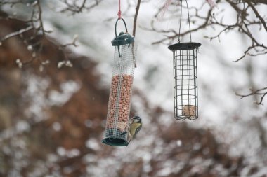 Blue Tit Cyanistes caeruleus feeding from a garden bird feeder in England, United Kingdom