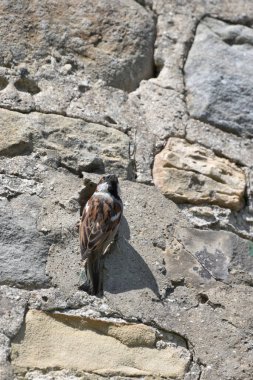 Sparrow Hanesi Passer Domesticus Mayıs, Kuzey Yorkshire, İngiltere, İngiltere 'de bir ev duvarında yuva yapıyor.