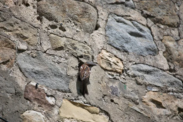 House Sparrow Passer Domesticus Nesting Hole House Wall May North — Stockfoto