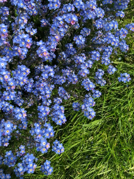 Beni unutmayın (Myosotis sylvatica) Mayıs ayında bir bahçede, İngiltere 'de Myosotis, Boraginaceae familyasından çiçek açan bir bitki cinsidir..