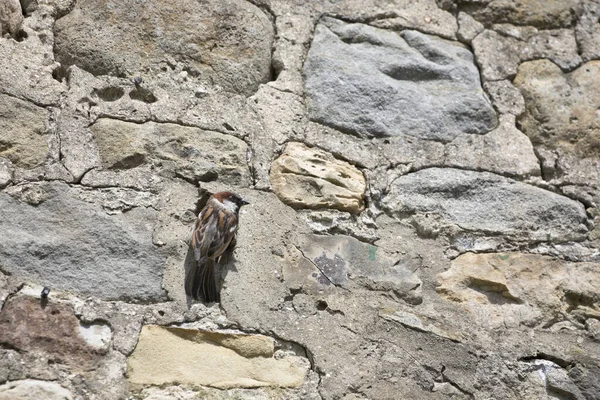 Sparrow Hanesi Passer Domesticus Mayıs, Kuzey Yorkshire, İngiltere, İngiltere 'de bir ev duvarında yuva yapıyor.