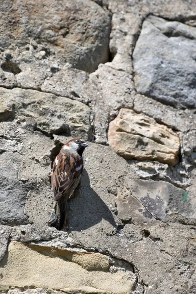 Sparrow Hanesi Passer Domesticus Mayıs, Kuzey Yorkshire, İngiltere, İngiltere 'de bir ev duvarında yuva yapıyor.