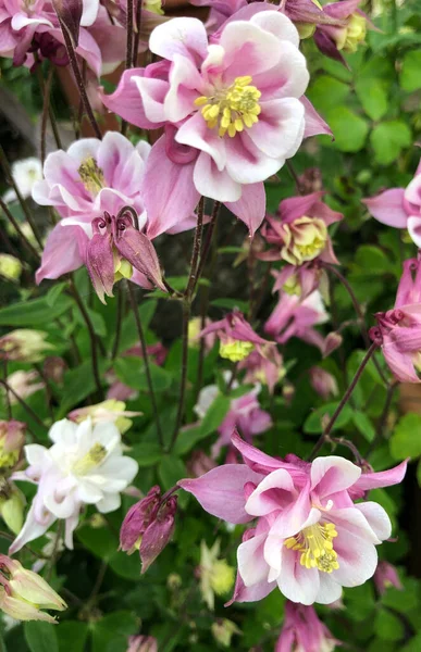 Aquilegia Vulgaris Rose Blanc Fleur Mai Angleterre Royaume Uni — Photo
