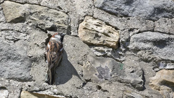 Sparrow Hanesi Passer Domesticus Mayıs, Kuzey Yorkshire, İngiltere, İngiltere 'de bir ev duvarında yuva yapıyor.