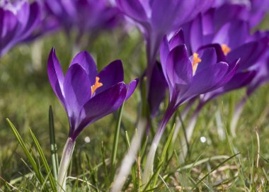Crocus tommasinianus yakut devi ilkbaharda çiçek açtı, İngiltere, Birleşik Krallık
