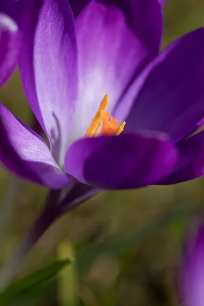 Crocus Tommasinianus Ruby Giant Flor Primavera Inglaterra Reino Unido — Foto de Stock