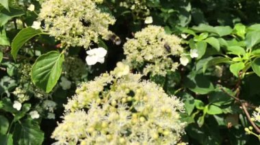 Tırmanan bir ortancanın çiçeklerindeki arılar