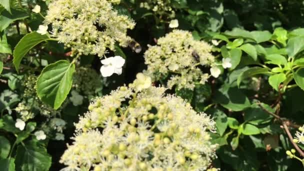 Las Abejas Sobre Las Flores Hortensia Trepadora — Vídeo de stock