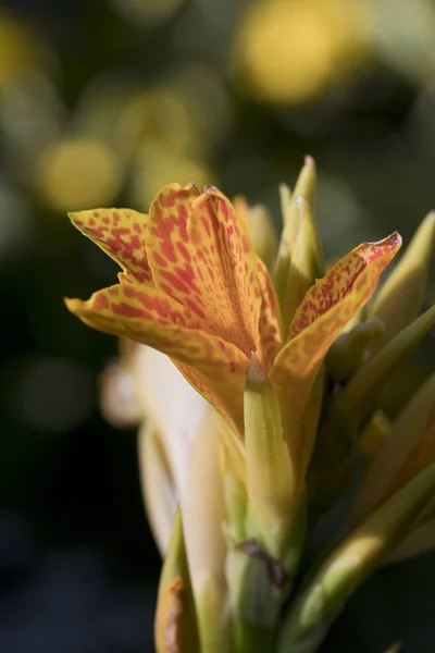 Yellow Flowering Canna Island Tenerife Plant Garden July England United — 图库照片