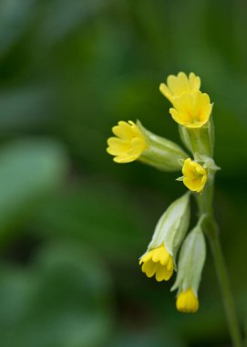 İlkbaharda İngiltere 'de bir İngiliz bahçesinde Cowslip Primula veris çiçekleri