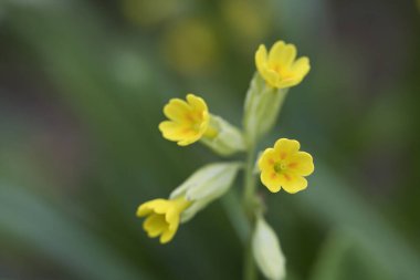 İlkbaharda İngiltere 'de bir İngiliz bahçesinde Cowslip Primula veris çiçekleri
