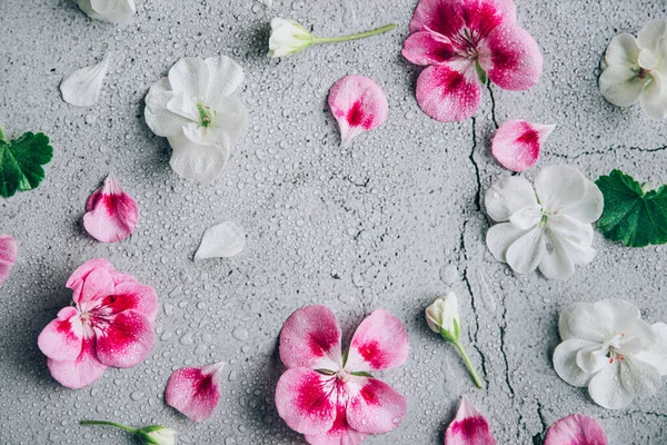 Visão superior do layout de fundo floral com flores de gerânio rosa e branco sobre fundo cinza . — Fotografia de Stock