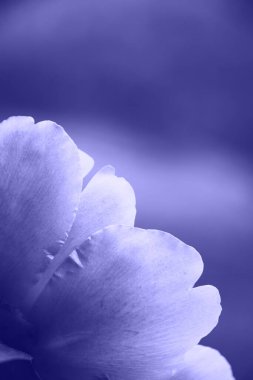 2022 yılının en güzel çiçek açan renginde makro manzarasını kapatın. Menekşe rengi, çok peri şakayığı çiçekleri..