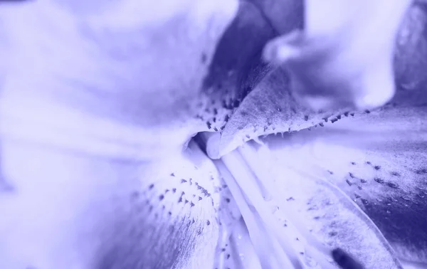 Тонований колір року 2022 фіолетовий дуже пурпуровий макровид бузкової лілії пелюстки квітів квіткові натуральні ніжні шпалери . — стокове фото