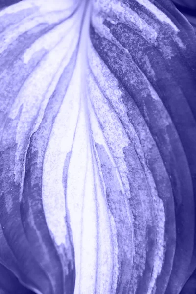 Ovanifrån makro syn på tonas i färg av året 2022 violett mycket peri hosta växt blad växer utomhus — Stockfoto