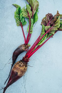 Taze toplanmış taze organik pancar kökü ve mavi gri arka planda yeşil yapraklar..