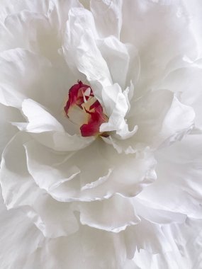 Çiçek yaprakları beyaz şakayık doğal arkaplan