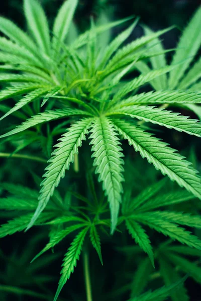 Framsidan av unga marijuana gröna växtblad växer utomhus i trädgården. — Stockfoto