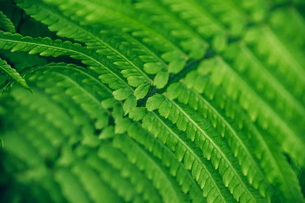 Крупним планом красивий свіжий зелений фон листя папороті . — стокове фото