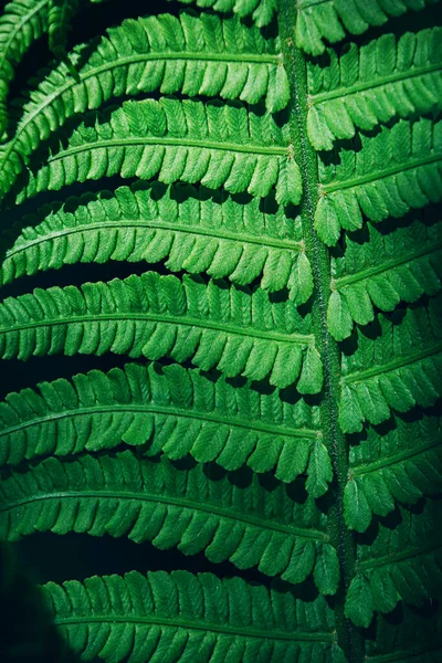 Gros plan de beau fond de fougère verte fraîche. — Photo