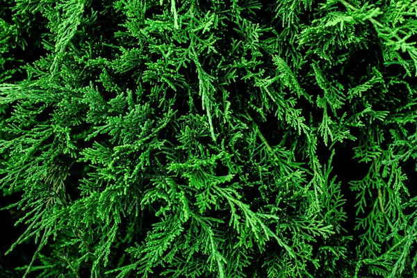 緑のモミの木の上からの眺め緑豊かな葉自然背景 — ストック写真