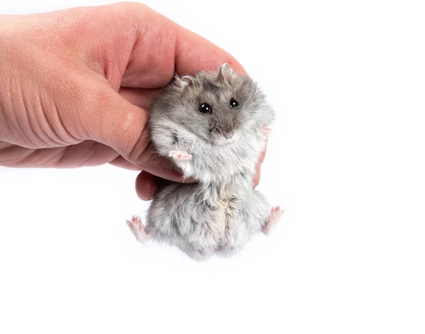 Cute Gray Djungarian Hamster Male Hand Isolated White — Zdjęcie stockowe