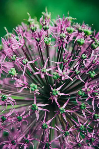 Macro Closeup View Purple Flower Head Allium Blossom Flower Floral — Stock Photo, Image