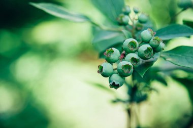 A branch of unripe blueberries plant growing outdoor in the garden.