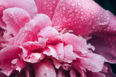 Bahçede büyüyen güzel pembe şakayık çiçeğinin yakın görüntüsü. Doğal çiçek arkaplanı.