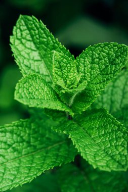 Taze yeşil yemyeşil yeşillik nane bitkisi bahçede yetişir..