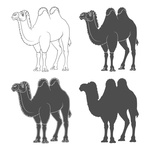 Schwarzweiß Illustrationen Mit Einem Bakteriellen Kamel Isolierte Vektorobjekte Auf Weißem — Stockvektor